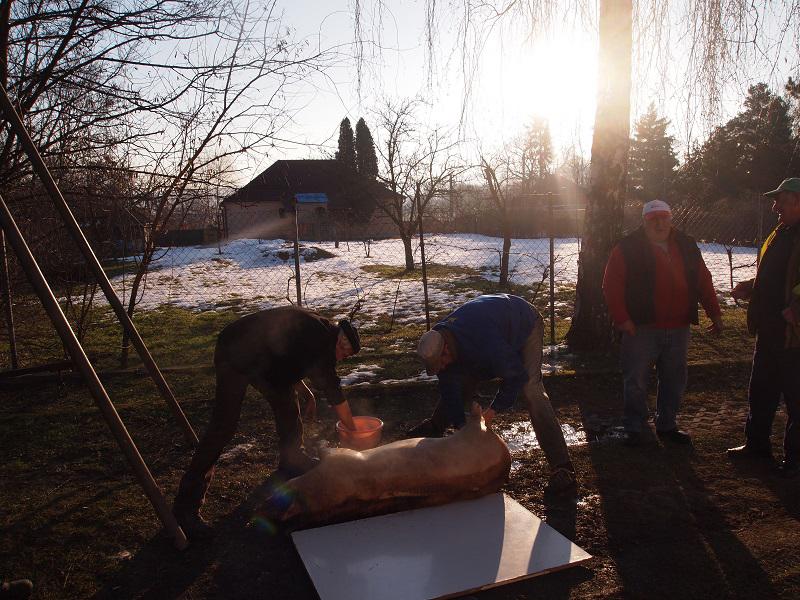 Fotogaléria Fašiangy 2015 (14) Fašiangy 2015
